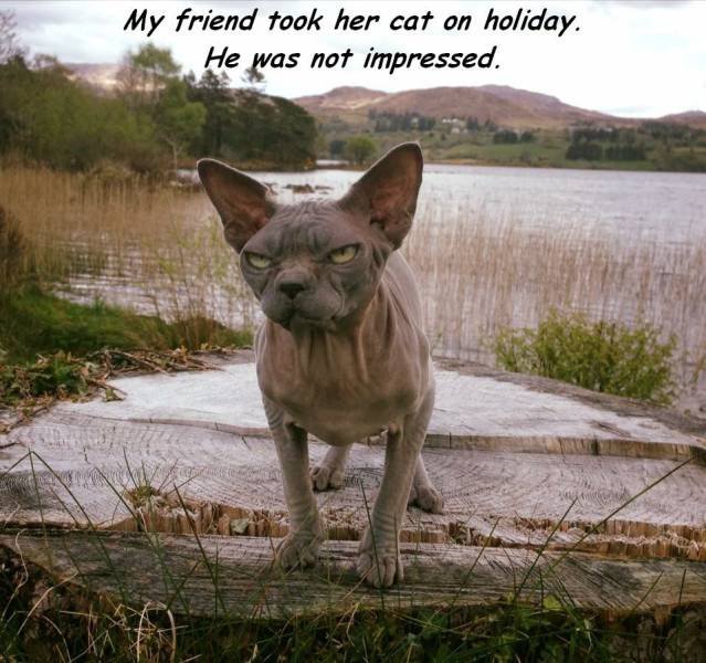 Bildschirmarbeiter - Picdump 13.05.2016