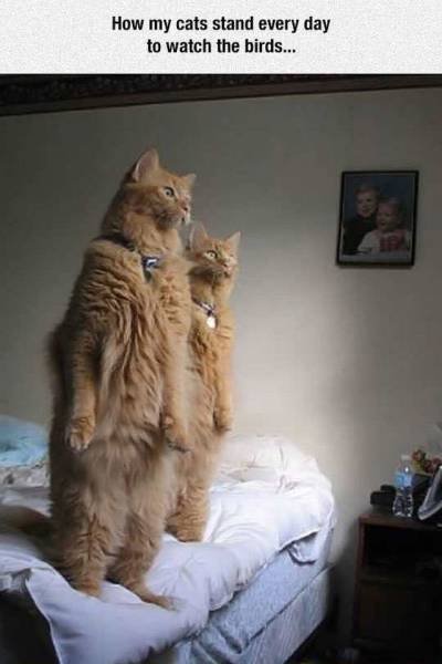 Bildschirmarbeiter - Picdump 10.06.2016