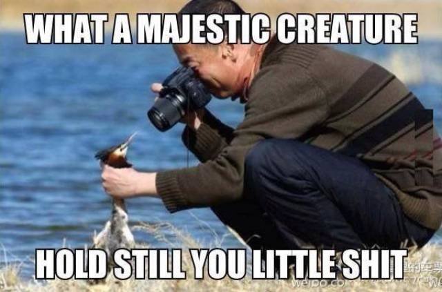 Bildschirmarbeiter - Picdump 10.06.2016