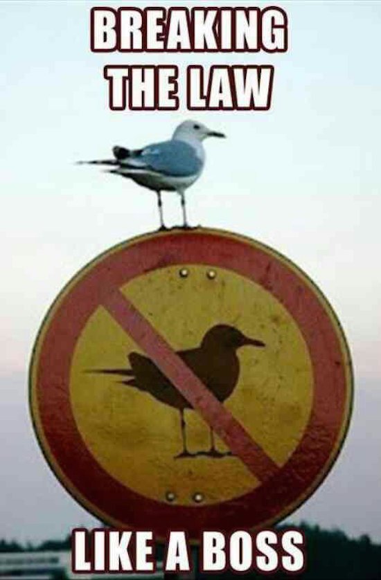 Bildschirmarbeiter - Picdump 10.06.2016