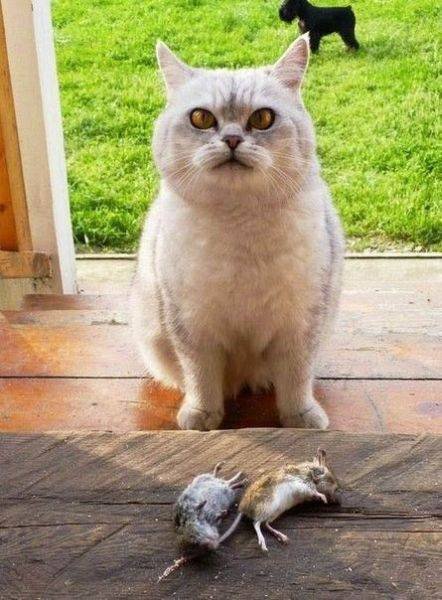 Bildschirmarbeiter - Picdump 24.06.2016