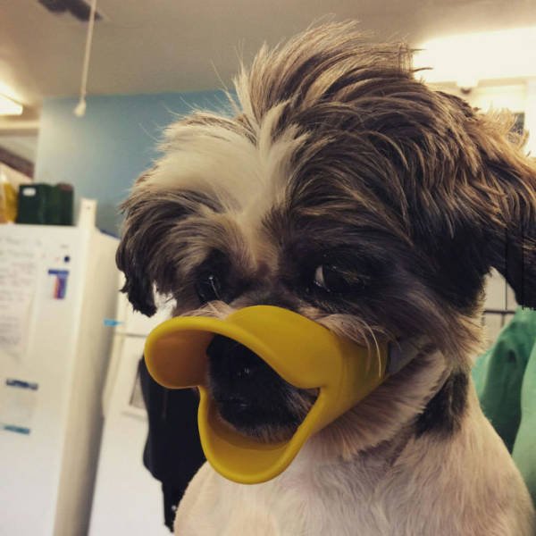 Bildschirmarbeiter - Picdump 24.06.2016