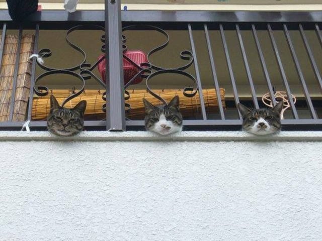 Bildschirmarbeiter - Picdump 15.07.2016