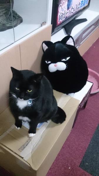 Bildschirmarbeiter - Picdump 05.08.2016