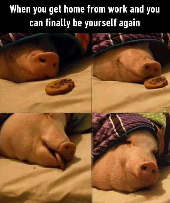 Bildschirmarbeiter - Picdump 12.08.2016