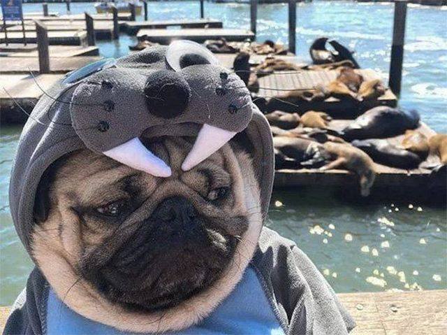 Bildschirmarbeiter - Picdump 19.08.2016