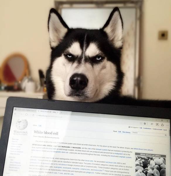 Bildschirmarbeiter - Picdump 09.09.2016