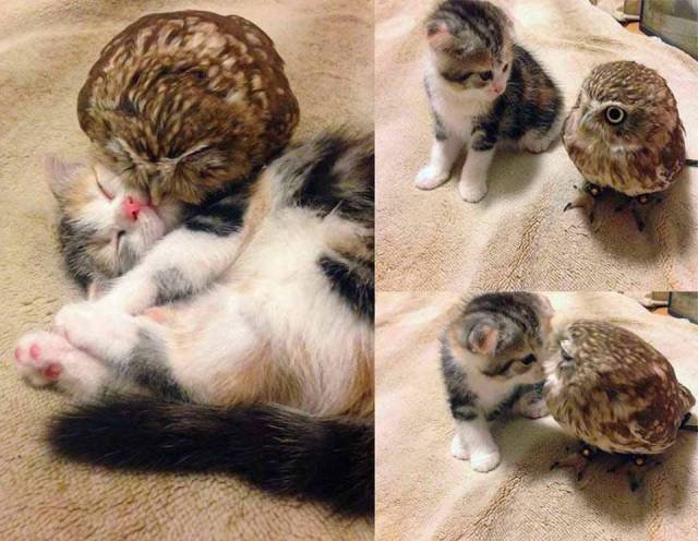 Bildschirmarbeiter - Picdump 30.09.2016 - NACHSCHLAG