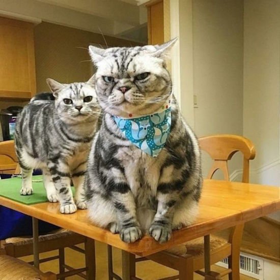 Bildschirmarbeiter - Picdump 30.09.2016