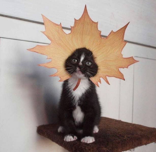 Bildschirmarbeiter - Picdump 07.10.2016