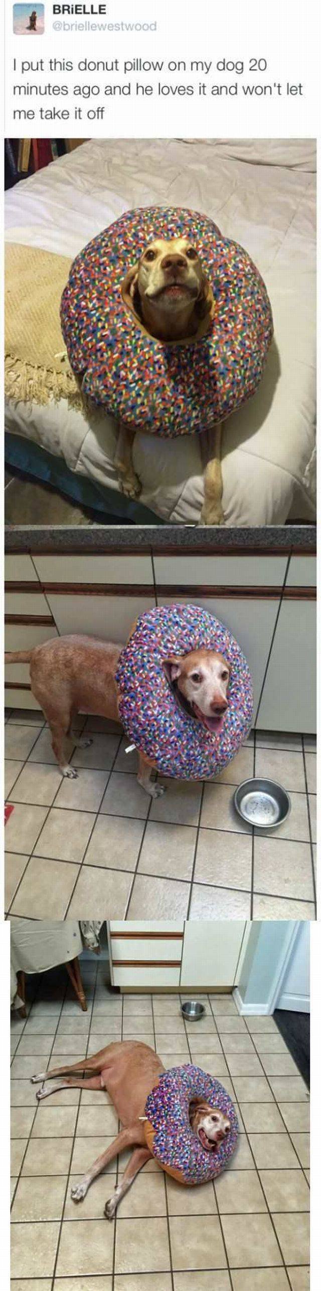 Bildschirmarbeiter - Picdump 14.10.2016