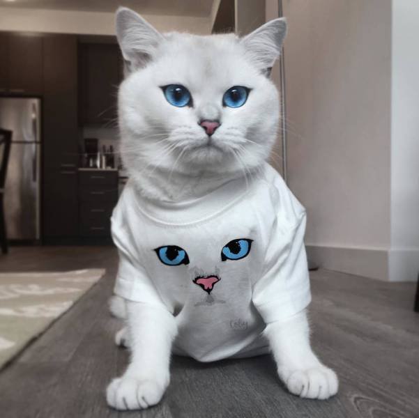 Bildschirmarbeiter - Picdump 14.10.2016