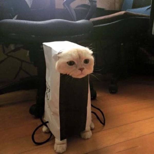 Bildschirmarbeiter - Picdump 28.10.2016