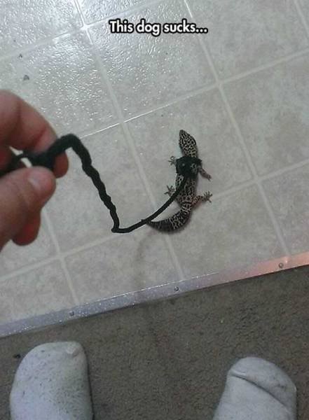 Bildschirmarbeiter - Picdump 04.11.2016