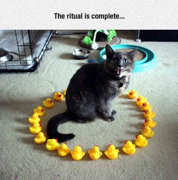 Bildschirmarbeiter - Picdump 04.11.2016