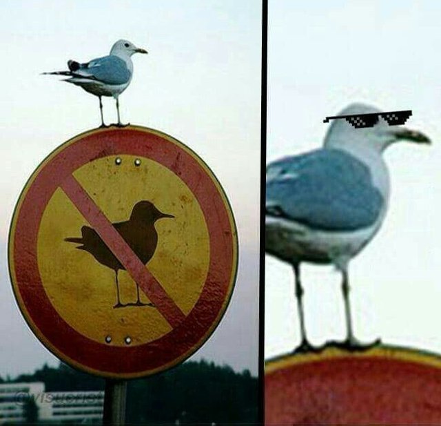 Bildschirmarbeiter - Picdump 04.11.2016