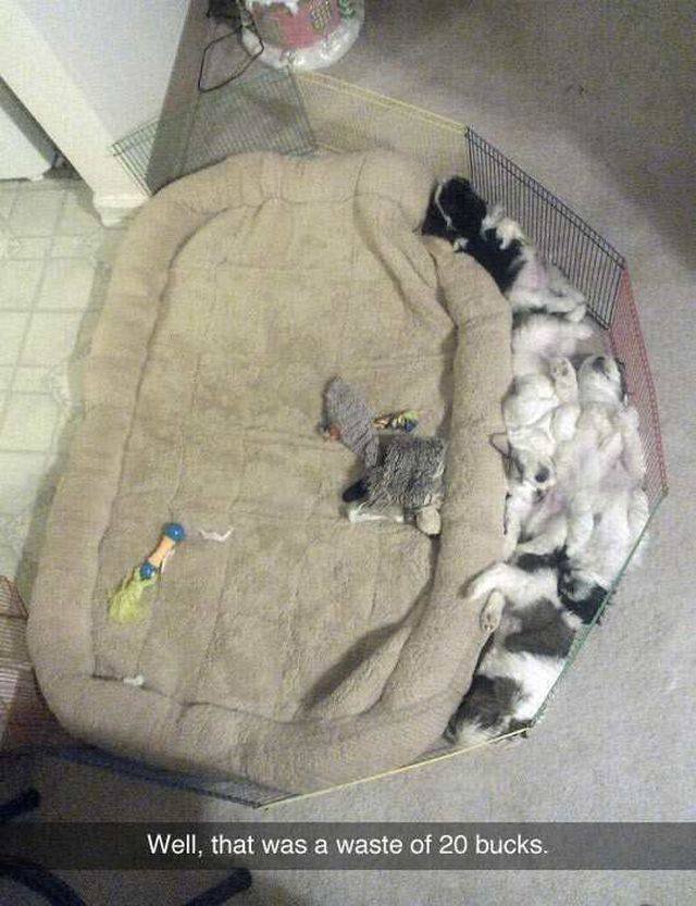 Bildschirmarbeiter - Picdump 18.11.2016