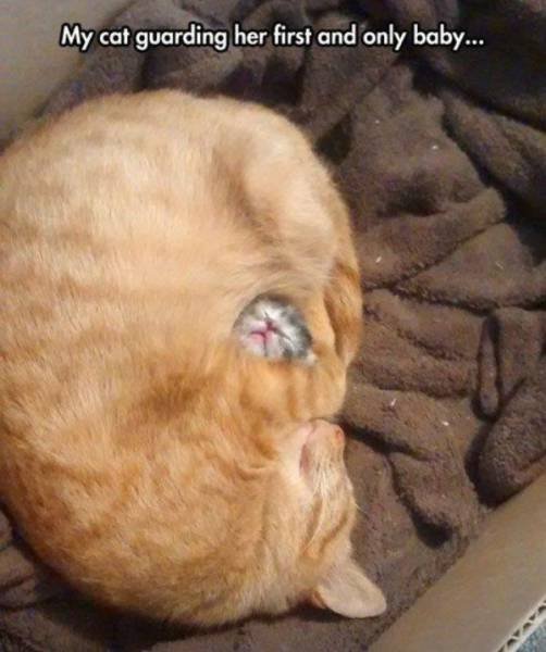 Bildschirmarbeiter - Picdump 18.11.2016