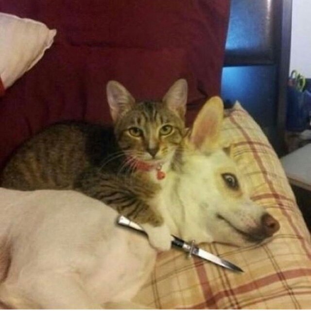 Bildschirmarbeiter - Picdump 18.11.2016