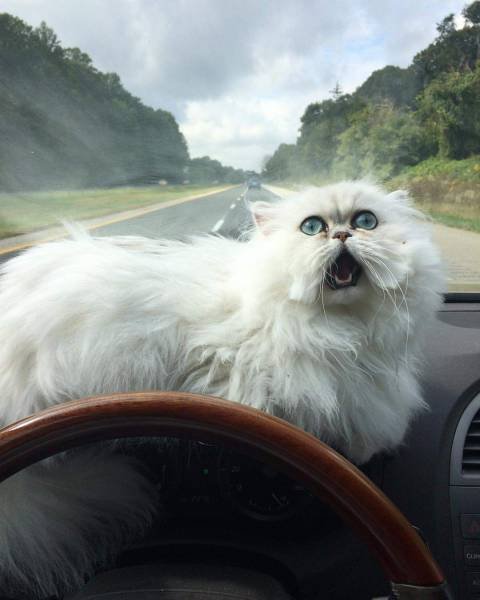 Bildschirmarbeiter - Picdump 25.11.2016