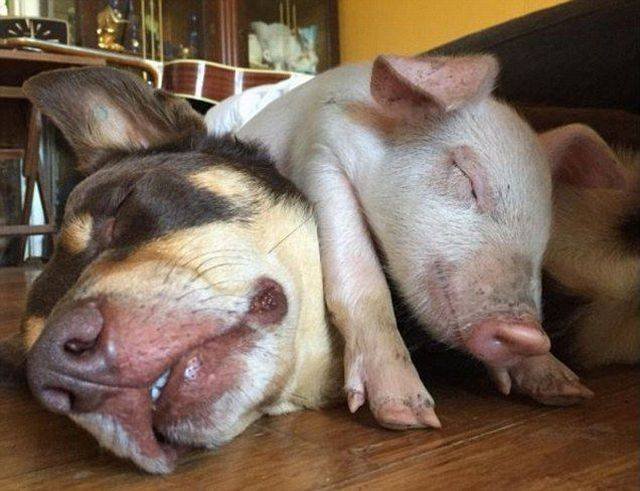 Bildschirmarbeiter - Picdump 02.12.2016 - NACHSCHLAG