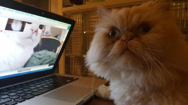 Bildschirmarbeiter - Picdump 09.12.2016 - NACHSCHLAG