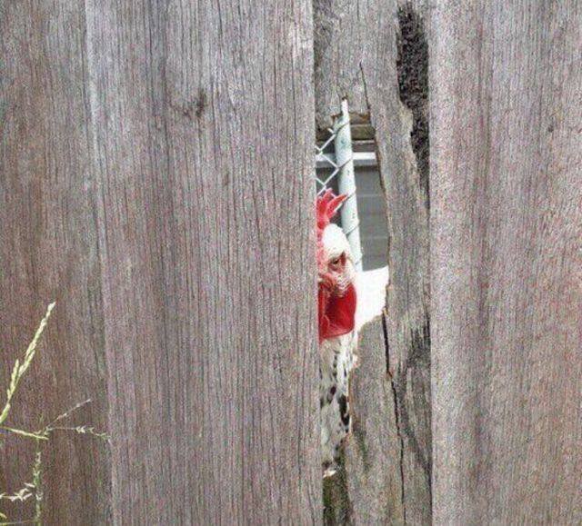 Bildschirmarbeiter - Picdump 09.12.2016 - NACHSCHLAG