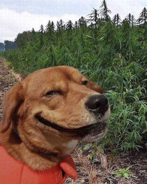 Bildschirmarbeiter - Picdump 16.12.2016 - NACHSCHLAG