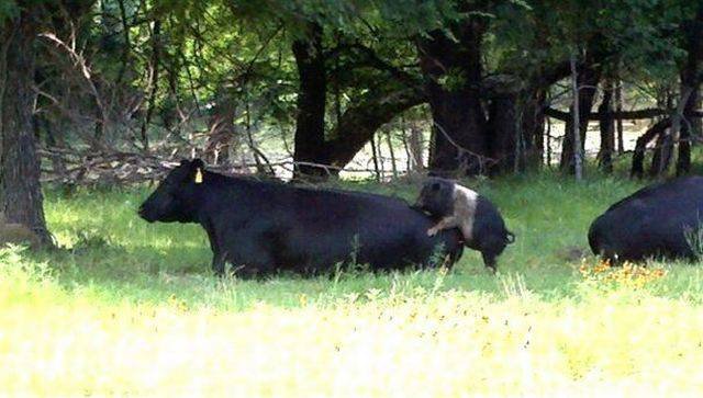 Bildschirmarbeiter - Picdump 16.12.2016 - NACHSCHLAG