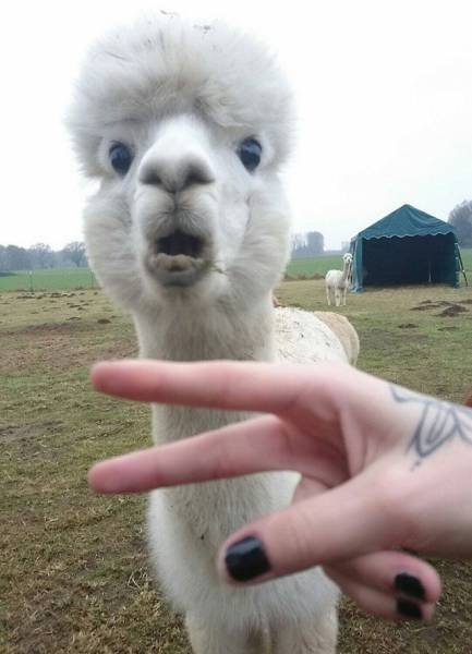 Bildschirmarbeiter - Picdump 16.12.2016 - NACHSCHLAG