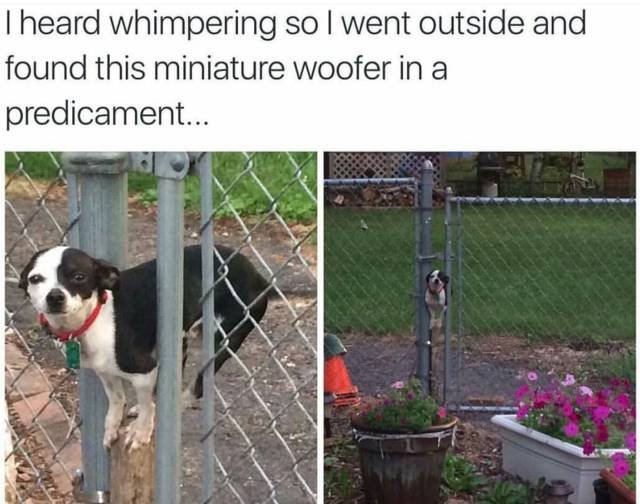 Bildschirmarbeiter - Picdump 16.12.2016 - NACHSCHLAG