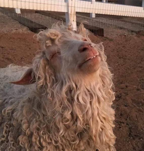 Bildschirmarbeiter - Picdump 16.12.2016 - NACHSCHLAG