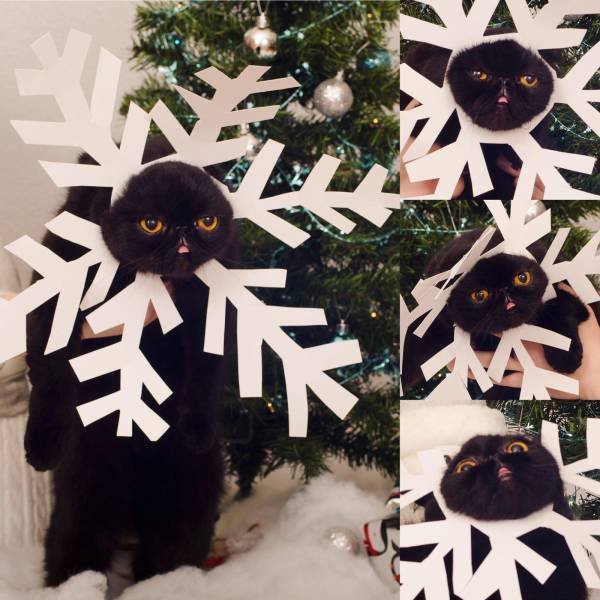 Bildschirmarbeiter - Picdump 16.12.2016