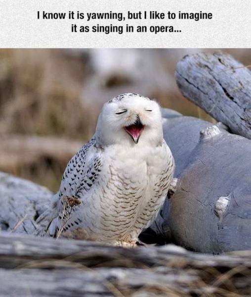 Bildschirmarbeiter - Picdump 16.12.2016