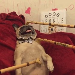 Bildschirmarbeiter - Picdump 23.12.2016