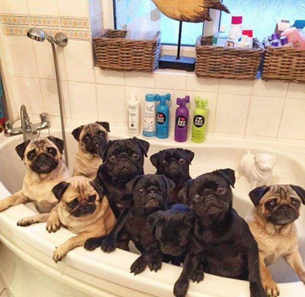 Bildschirmarbeiter - Picdump 23.12.2016