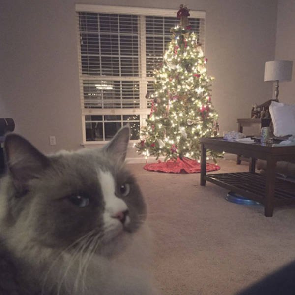 Bildschirmarbeiter - Picdump 23.12.2016