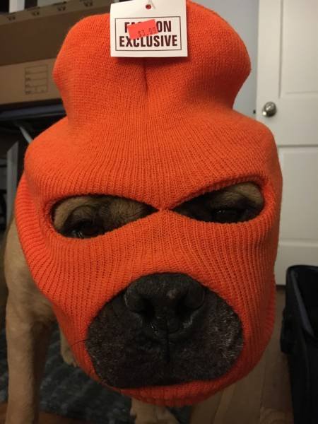 Bildschirmarbeiter - Picdump 30.12.2016