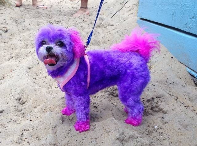 Bildschirmarbeiter - Picdump 06.01.2017