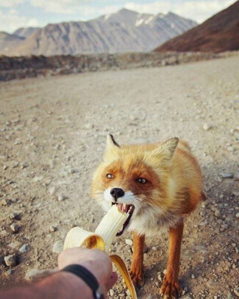 Bildschirmarbeiter - Picdump 06.01.2017