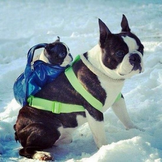 Bildschirmarbeiter - Picdump 06.01.2017