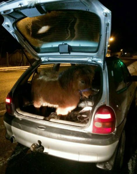 Bildschirmarbeiter - Picdump 20.01.2017 - NACHSCHLAG