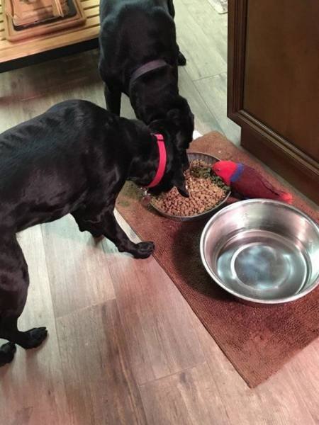 Bildschirmarbeiter - Picdump 20.01.2017