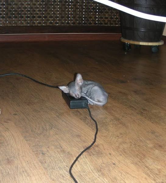 Bildschirmarbeiter - Picdump 27.01.2017