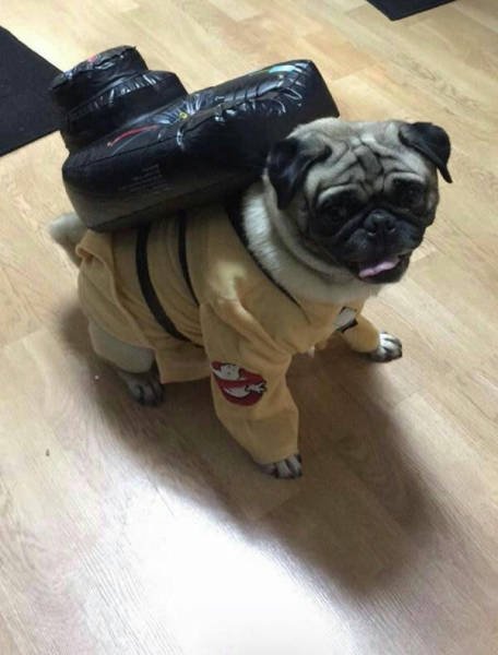 Bildschirmarbeiter - Picdump 27.01.2017