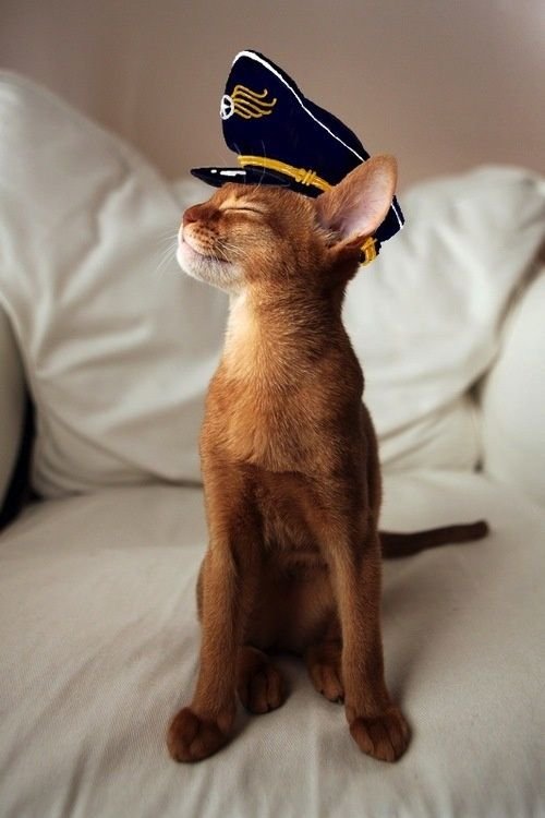 Bildschirmarbeiter - Picdump 03.02.2017