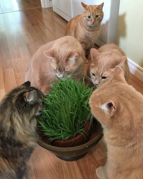 Bildschirmarbeiter - Picdump 10.02.2017