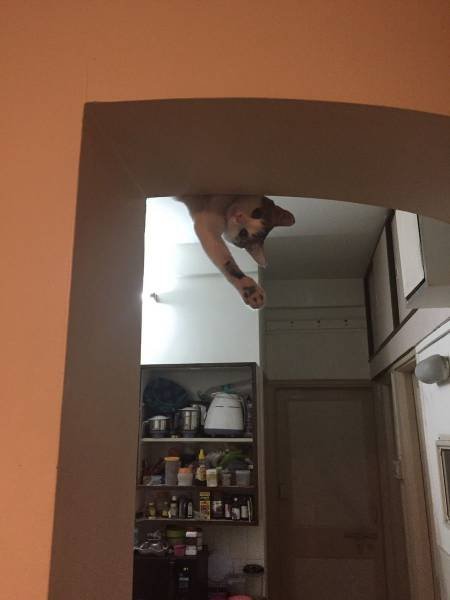 Bildschirmarbeiter - Picdump 17.02.2017