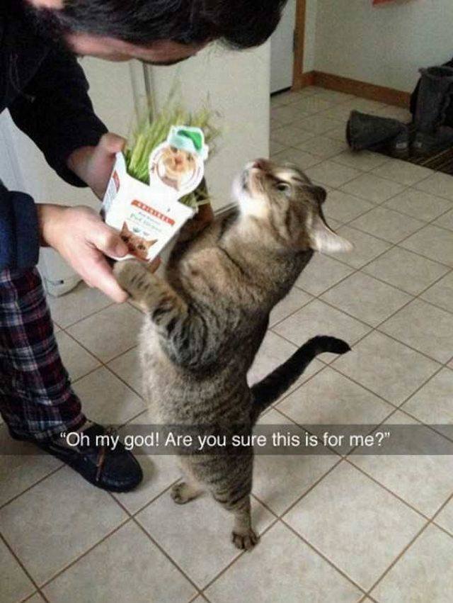 Bildschirmarbeiter - Picdump 17.02.2017