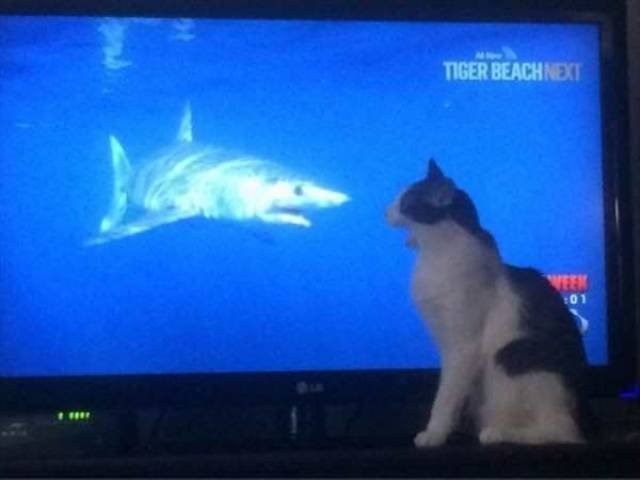 Bildschirmarbeiter - Picdump 24.02.2017